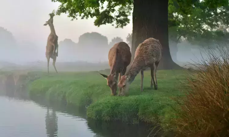 Deer eating leaves n Bushy Park